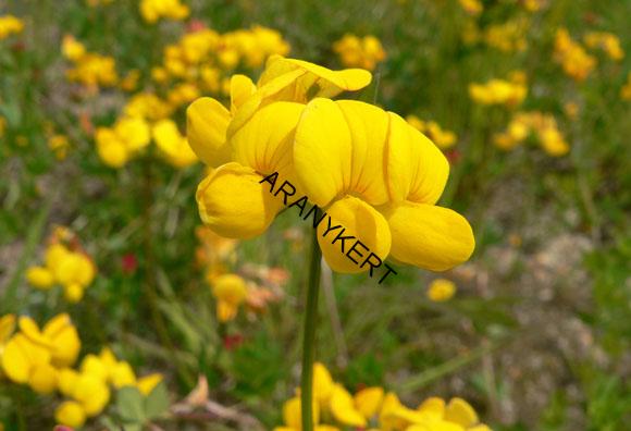 Ľadenec rožkatý (Lotus corniculatus L.)25kg C1