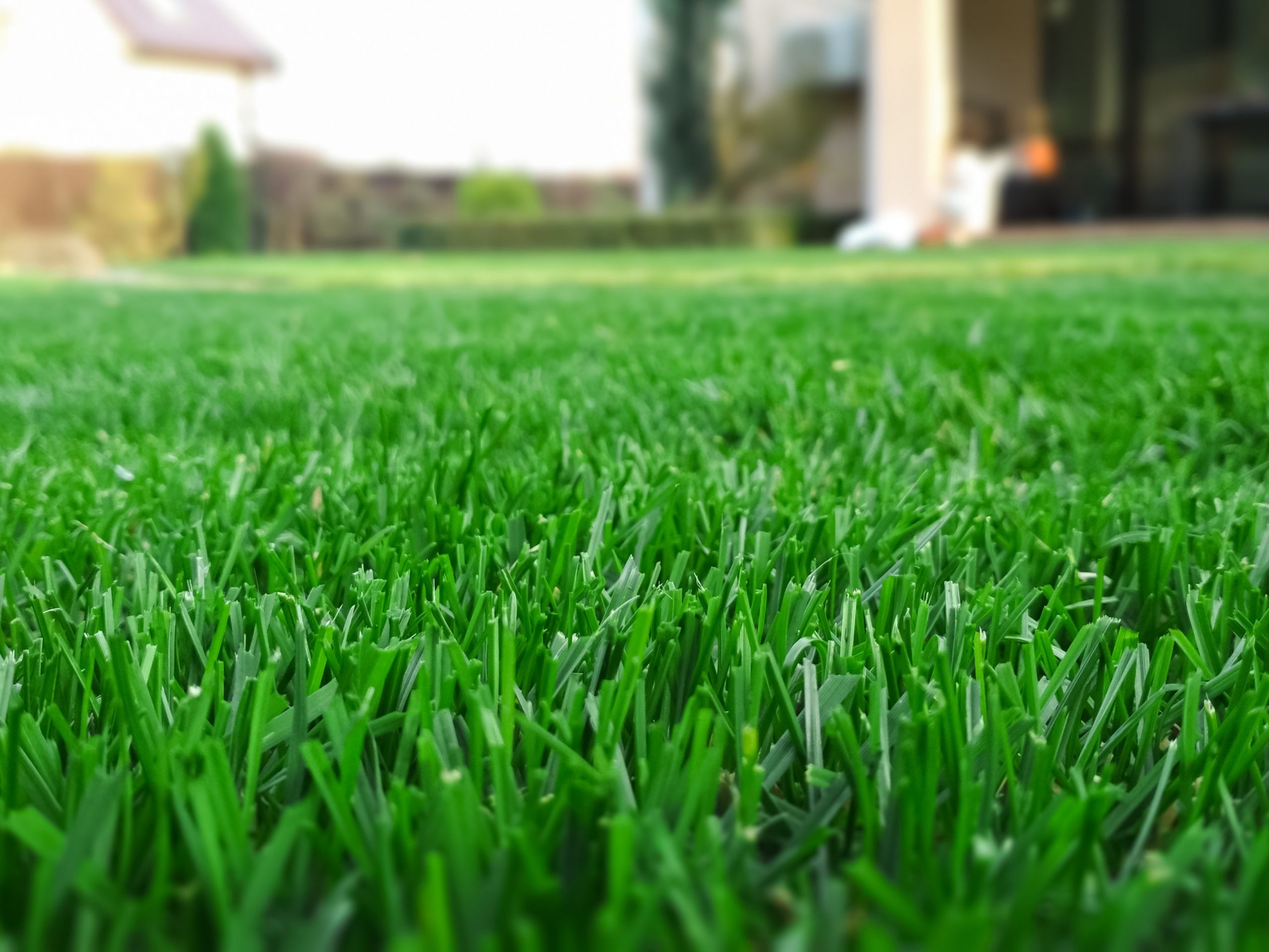 kostrava trsťovníkovitáb Festuca arundinacea 25kg
