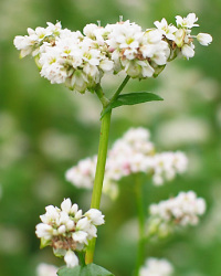 POHÁNKA (Fagopyrum esculentum)  C1 25kg