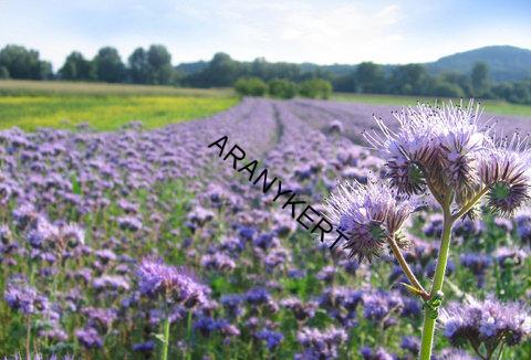 FACÉLIA vratičolistá (Phacelia tanacetifolia) 20kg C1