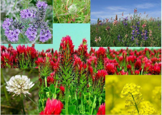špeciálna zmes medonosných kvetov 10kg