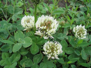 ĎATELINA plaziva (Trifolium repens)20kg