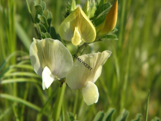 Vika siata jarná C1( Vicia sativa L.)  25kg