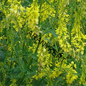 komonica lekárska(Melilotus officinalis) 25kg